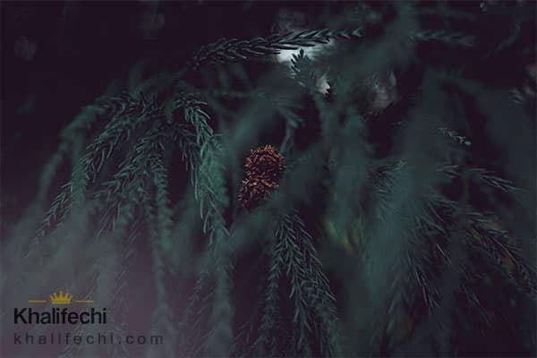 عطر چوب سرو