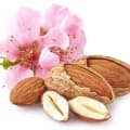 Almond Blossom-شکوفه بادام