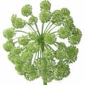 Angelica-سنبل ختایی