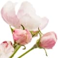 Apple Blossom-شکوفه سیب