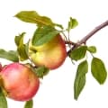 Apple Tree-درخت سیب