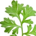 Artemisia-گیاه درمنه