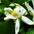 Bergamot Blossom-شکوفه برگاموت