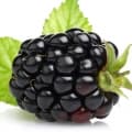 Blackberry-توت سیاه