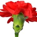Carnation-میخک صدپر