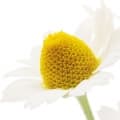 Chamomile-بابونه