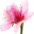 Cherry Blossom-شکوفه گیلاس