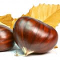 Chestnut-شاه بلوط