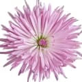 Chrysanthemum-گل داودی