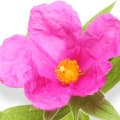 Cistus Incanus-گل آفتابیان