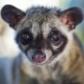 Civet-مشک زباد