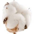 Cotton Flower-گل پنبه