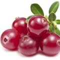 Cranberries-کرنبری (توت جنگلی)