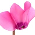 Cyclamen-گل پنجه مریم