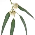 Eucalyptus-اوکالیپتوس