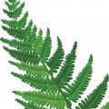 Fern-سرخس