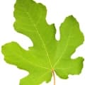 Fig Leaf-برگ انجیر