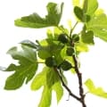 Fig tree-درخت انجیر