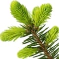 Fir-درخت نراد
