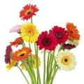 Floral Notes-روایح گلی
