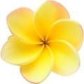 Frangipani-پلومریا