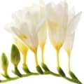 Freesia-فریزیا
