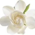 Gardenia-گاردنیا