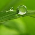 Green Notes-ترکیبات سبز