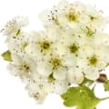 Hawthorn-زالزالک