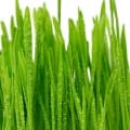 Herbe-علف