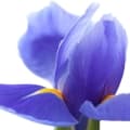 Iris-گل زنبق
