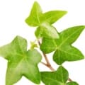 Ivy-پیچک