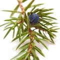 Juniper-سرو کوهی
