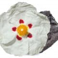 Labdanum-لابدانیوم