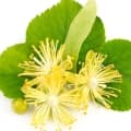 Lime (Linden) Blossom-شکوفه لیمو ترش