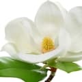 Magnolia-مگنولیا