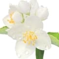 Mock Orange-نرگس درختی