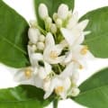Neroli-بهار نارنج