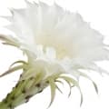 Night Blooming Cereus-سیریس شب تاب