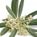 Olive flower-گل زیتون