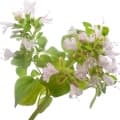 Oregano-پونه کوهی
