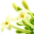 Papaya Blossom-شکوفه انبه هندی