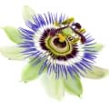 Passion Flower-گل ساعت