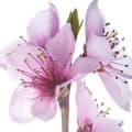 Peach Blossom-شکوفه هلو