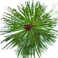 Pine Tree-درخت کاج