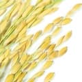 Rice-برنج