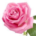 Rose-گل رز