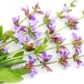 Sage-مریم گلی