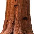 Sequoia-درخت سرخ چوب