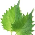 Shiso-گیاه شیسو